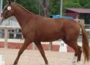 Quiz Connais-tu le cheval et les galops ?