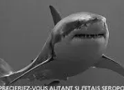 Quiz Le requin, un poisson peu connu