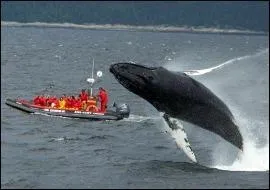 O peut-on rencontrer une baleine comme celle-l ?