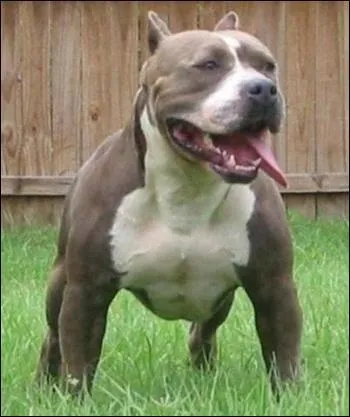 Quelle est la taille d'un pitbull ?