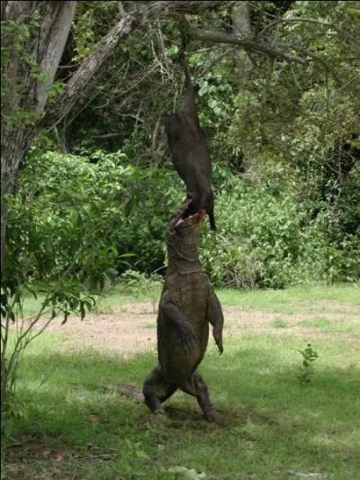 Comme vous le voyez, ce reptile peut se mettre debout !