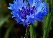 Quiz La nature est... BLEUE : les fleurs