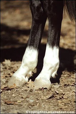 Comment appelle-t-on la trace blanche qu'il y a juste au dessus du sabot du cheval ?