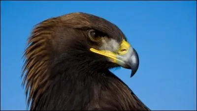 Qu'est-ce qu'un aigle ?