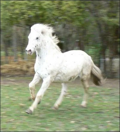 Combien mesure, en moyenne, une foule de galop ?