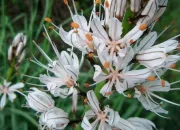 Quiz Fleurs des Pyrnes : vertus et dangers