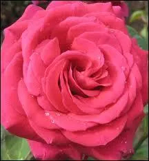 De quelle couleur est cette rose ?