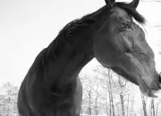 Quiz Les brosses des chevaux