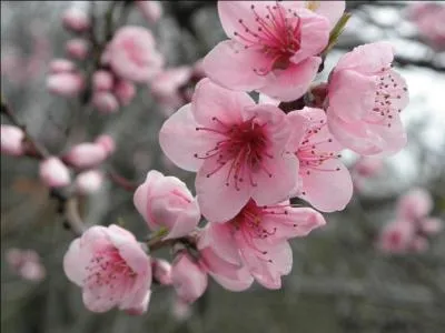 Quel est cet arbre, dont le fruit de certaines varits possde la rputation de porter malchance ?