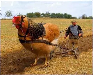 a tire, ma poule ! Des scientifiques ont rsolu le clbre paradoxe de l'uf et de la poule. Alors, qui tait avant l'autre ?