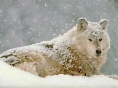 Combien de fois les loups changent-ils de pelage par an ?