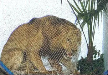 Le Lion et le Rat. / On a souvent besoin d'un plus ... que soi.