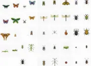 Quiz Les insectes