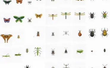 Quiz Insectes