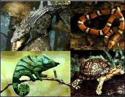 Le(s)quel(s) de ces animaux est (sont) un (des) reptile(s) ?