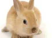 Quiz Je connais le lapin