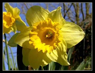 Comment s'appelle cette fleur, annonciatrice du printemps ?