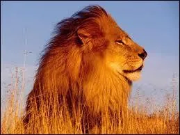 O habite le lion ?