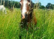 Quiz Passer le galop 3