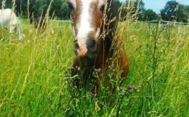 Quiz Chevaux