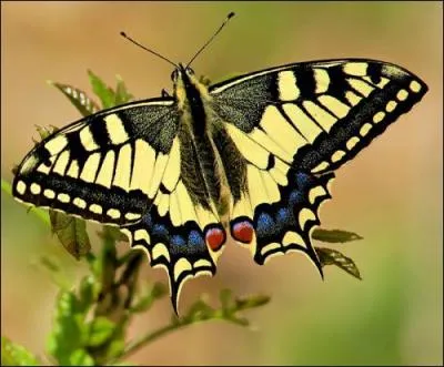 Quel est ce papillon ?