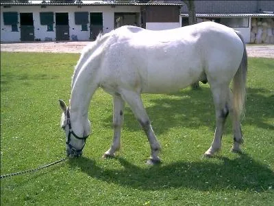 Quelle est la robe de ce poney ?