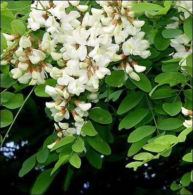 Qu'est-ce que  l'acacia  symbolise le plus souvent ?