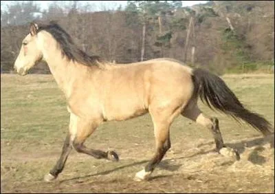 Quelle est la robe de ce cheval ?