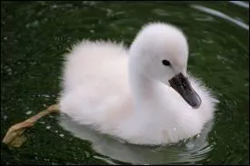 Que se passe-t-il quand un cygne perd ses rmiges ?