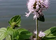 Quiz Les pieds dans l'eau