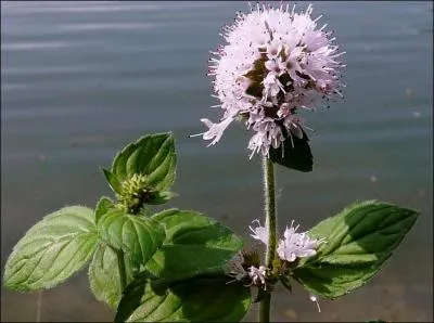 On la trouve en Europe dans les lieux humides et frais. Comment s'appelle cette plante trs aromatique ?