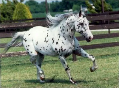 Quelle est cette race  la robe caractristique ?