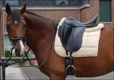 Quelle est robe de ce cheval ?