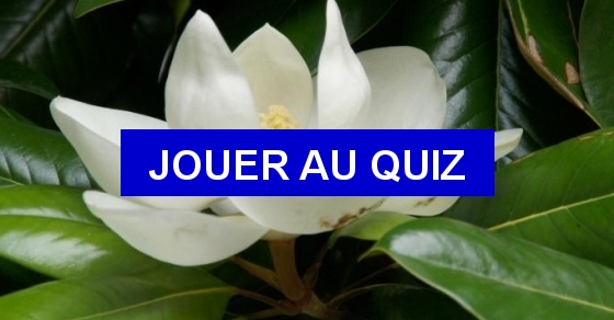 Quiz Des Plantes Qui Sentent Bon - Botanique, Nature, Fleurs