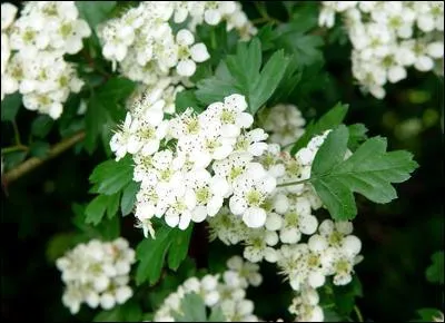 Quel est cet arbuste pineux qui exhale au printemps ?