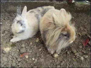 Cohabitation : Peut-on mettre un lapin nain et un cochon d'Inde dans la mme cage ?