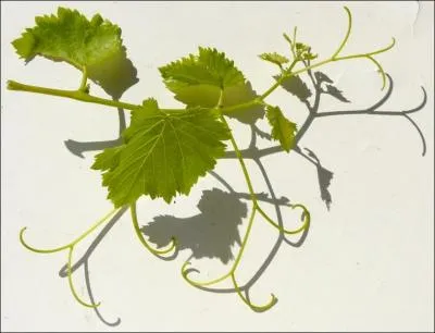 Dans  Les Vrilles de la vigne , recueil de courtes nouvelles paru en 1908, l'auteur exprime son amour de la nature. De qui s'agit-il ?