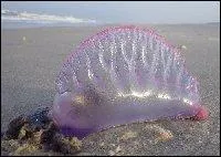 Tous  la mer ! Sur l'image, est-ce une mduse ?