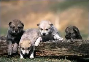 Trop mignon ! Mais savez vous combien la louve peut avoir de petits par porte ?