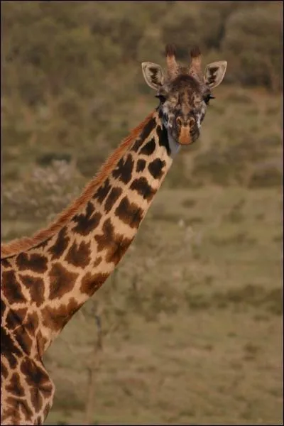 La girafe est-elle une ongulée ?