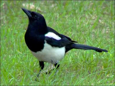 La pie bavarde est comme vous le savez un corvid, on lui donne d'autres noms en dialecte. Lesquels ?