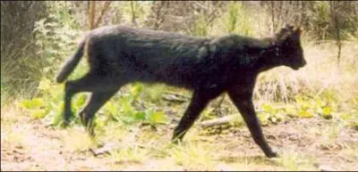 Comme vous le savez, certains servals peuvent tre noirs, ce que vous ignorez peut-tre, c'est qu'ils vivent en Afrique !