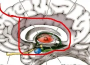 Quiz Neuroanatomie 2