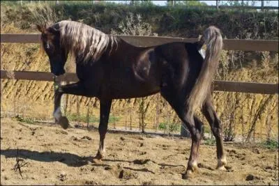 Quelle est la robe de ce cheval alezan ?