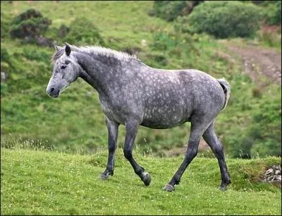 Le Connemara est-il...