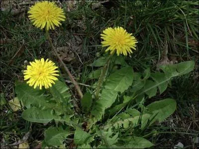 Commenons par l'une des plantes les plus connues, contrairement  ce que dit le dicton, manger ses racines ne vous posera pas de problme !