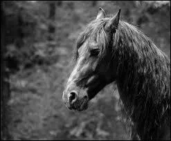 Quelle est cette race de cheval ?