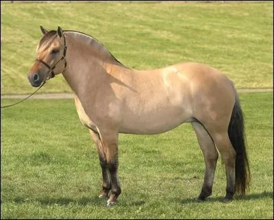 Quelle est la race de ce cheval ?