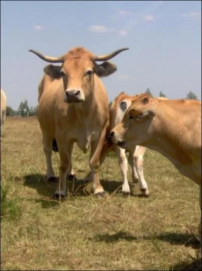 Quelle est cette race de vache ?