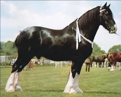 Voyons quelques races de chevaux... Comment s'appelle cette race ?